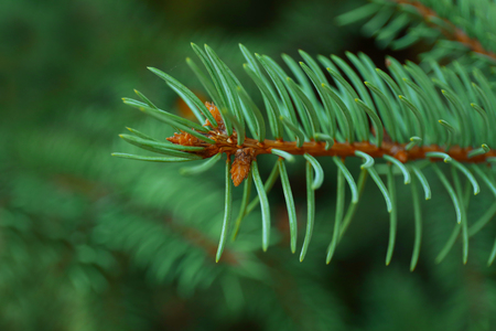 Pine tree backgroundの写真素材