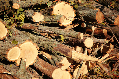 Felled  tree trunks stacked together