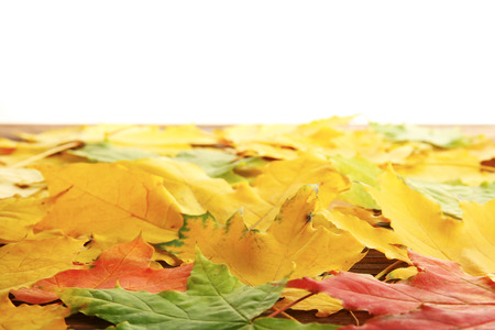 Yellow autumn leaves on wooden table, isolated on white