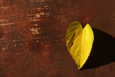 Yellow leaf on wooden textured backgroundの写真素材