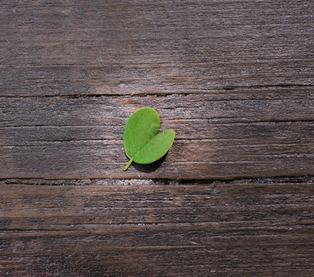 Green leaf on wooden background
