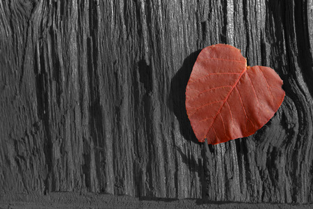 Brown  leaf on wooden textured backgroundの写真素材