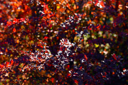 Purple leaves backgroundの写真素材