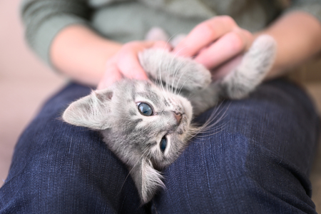 Cute little grey kitten lying on woman kneesの写真素材