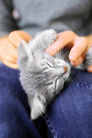 Cute little grey kitten sleeping on woman kneesの写真素材
