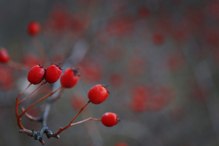 Red berries on tree branches, close upの写真素材