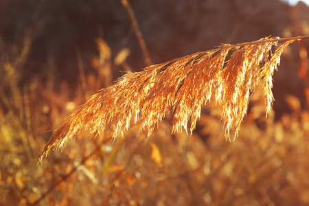 Golden reed in the forest, close upの写真素材