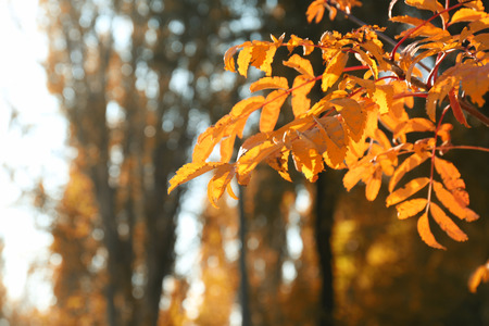 Autumn tree branches with golden leaves, close upの写真素材