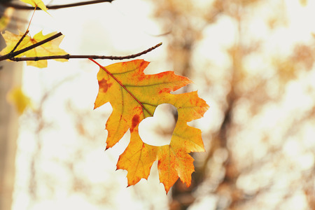 Autumn leaf with heart, outdoorsの写真素材