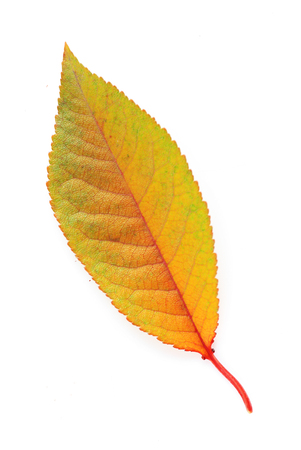 Beautiful autumn leaf, isolated on whiteの写真素材