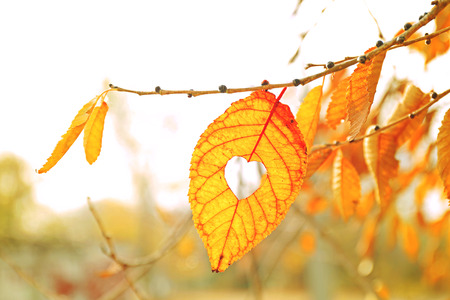 Autumn leaf with heart, outdoorsの写真素材