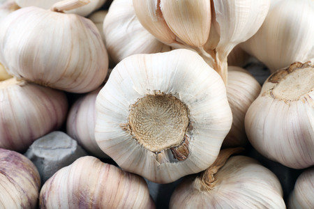 Garlic backgroundの写真素材