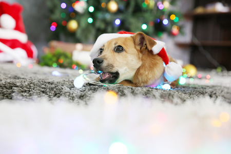 Small cute funny dog playing with garland in Santa hat on Christmas backgroundの写真素材