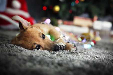 Small cute funny dog with garland on Christmas backgroundの写真素材
