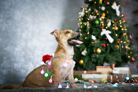Small cute funny dog with garland on Christmas backgroundの写真素材