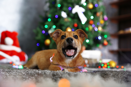 Small cute funny dog with garland on Christmas backgroundの写真素材