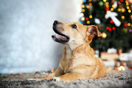 Small cute funny dog laying at carpet on Christmas tree backgroundの写真素材
