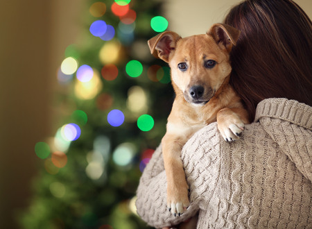 Small funny cute dog at woman shoulder on blurred Christmas backgroundの写真素材