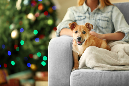 Female person holding small cute funny dog at chair on Christmas tree backgroundの写真素材