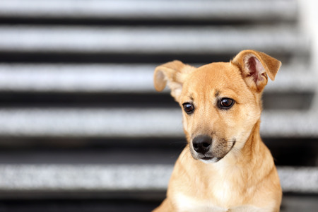 Small cute funny dog on stairsの写真素材