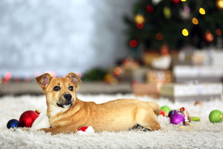 Small cute funny dog playing with Santa hat on Christmas tree backgroundの写真素材