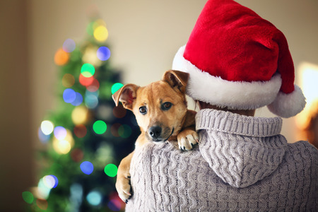 Woman in Santa hat holding at shoulder small funny cute dog on Christmas backgroundの写真素材