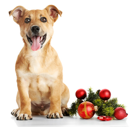 Small funny cute dog with Christmas toys, isolated on whiteの写真素材