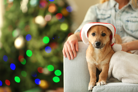 Female person holding small cute funny dog at chair on Christmas tree backgroundの写真素材