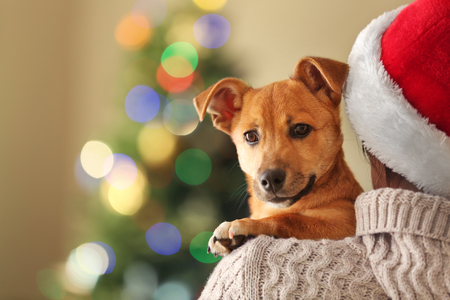 Woman in Santa hat holding at shoulder small funny cute dog on Christmas backgroundの写真素材