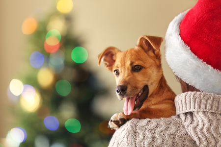 Woman in Santa hat holding at shoulder small funny cute dog on Christmas backgroundの写真素材
