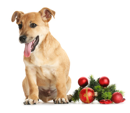 Small funny cute dog with Christmas toys, isolated on whiteの写真素材