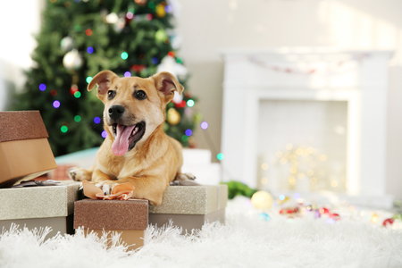 Small cute funny dog with boxes and Christmas tree on light backgroundの写真素材