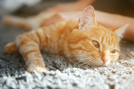 Red cat on the floor, close upの写真素材