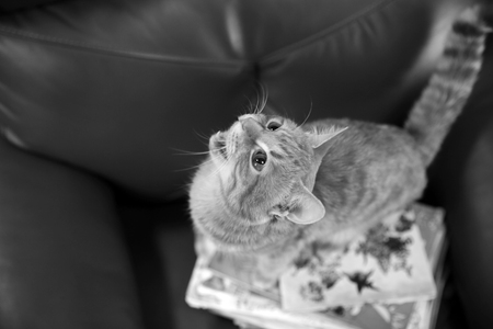 Black-and-white photo of red cat and pile of books on leather chair, close up, upside viewの写真素材