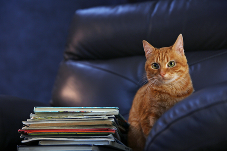 Red cat and pile of books on leather chair, close upの写真素材