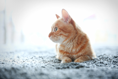 Red cat on the floor, close upの写真素材