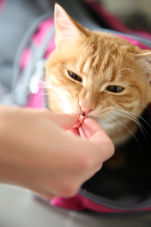 Red cat in sport bag, close upの写真素材