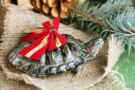 Turtle with red bow on sacking background, close upの写真素材