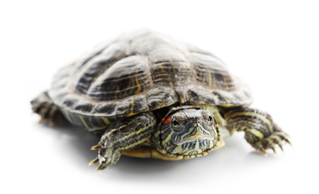 Turtle isolated on white backgroundの写真素材