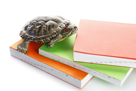 Turtle on pile of colourful books against white backgroundの写真素材