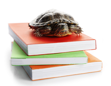 Turtle on pile of colourful books against white backgroundの写真素材