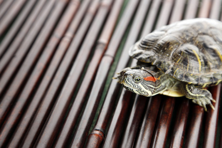 Turtle on wooden backgroundの写真素材