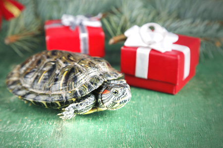 Turtle with red gift boxes on green background, close upの写真素材