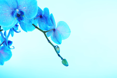 Beautiful orchid flower on  blue backgroundの写真素材