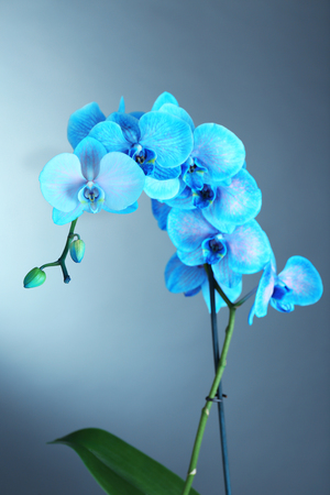 Beautiful blue orchid flower on grey backgroundの写真素材
