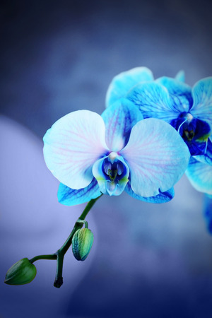 Beautiful blue orchid on the floor in the room, close upの写真素材