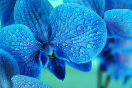 Beautiful orchid flower on  blue backgroundの写真素材