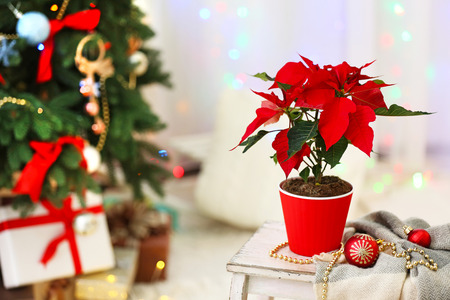 Christmas flower poinsettia on holiday interiorの写真素材