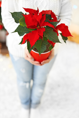 Woman holding pot with Christmas flower poinsettia, on light backgroundの写真素材