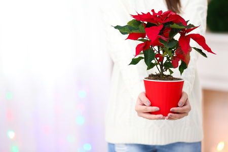 Woman holding pot with Christmas flower poinsettia, on light backgroundの写真素材